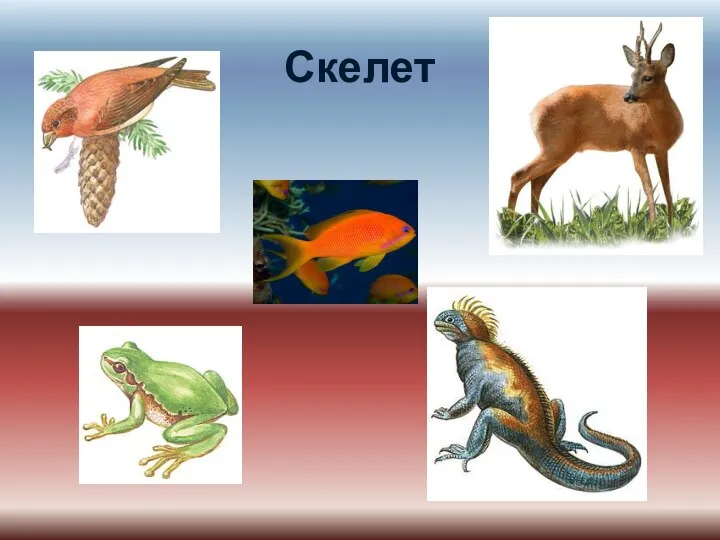 Скелет