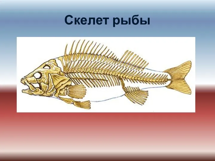 Скелет рыбы