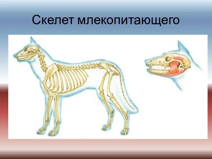 Скелет млекопитающего