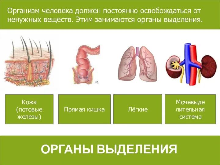 ОРГАНЫ ВЫДЕЛЕНИЯ Кожа (потовые железы) Прямая кишка Лёгкие Мочевыде лительная система Организм