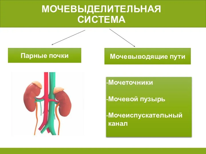 МОЧЕВЫДЕЛИТЕЛЬНАЯ СИСТЕМА Парные почки Мочевыводящие пути Мочеточники Мочевой пузырь Мочеиспускательный канал