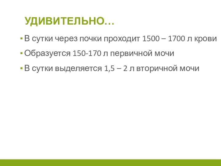 УДИВИТЕЛЬНО… В сутки через почки проходит 1500 – 1700 л крови Образуется