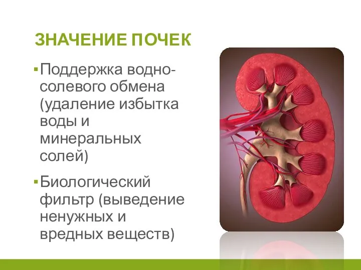 ЗНАЧЕНИЕ ПОЧЕК Поддержка водно-солевого обмена (удаление избытка воды и минеральных солей) Биологический