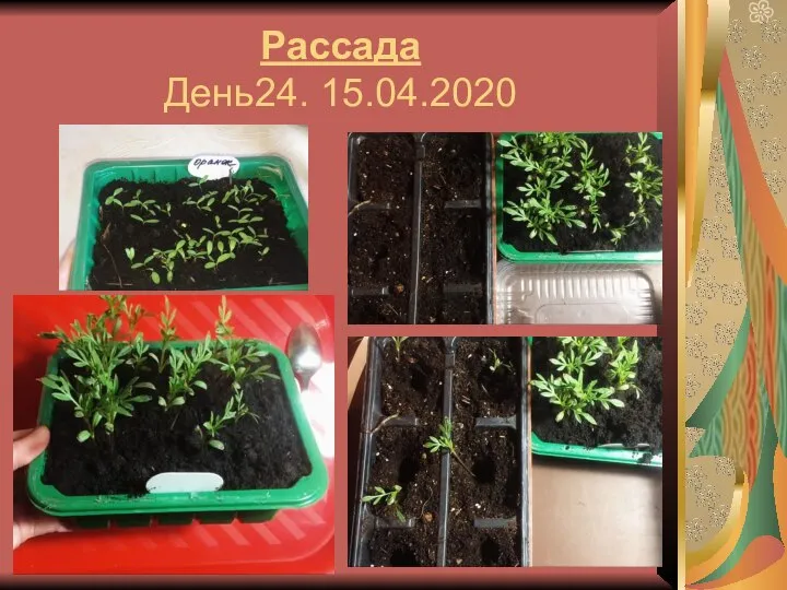 Рассада День24. 15.04.2020