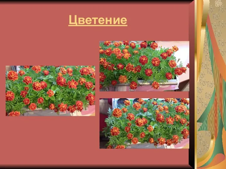 Цветение