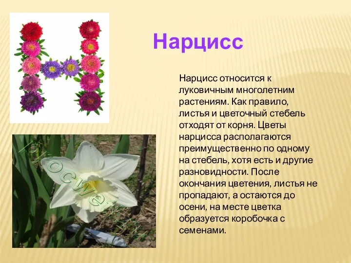 Нарцисс относится к луковичным многолетним растениям. Как правило, листья и цветочный стебель