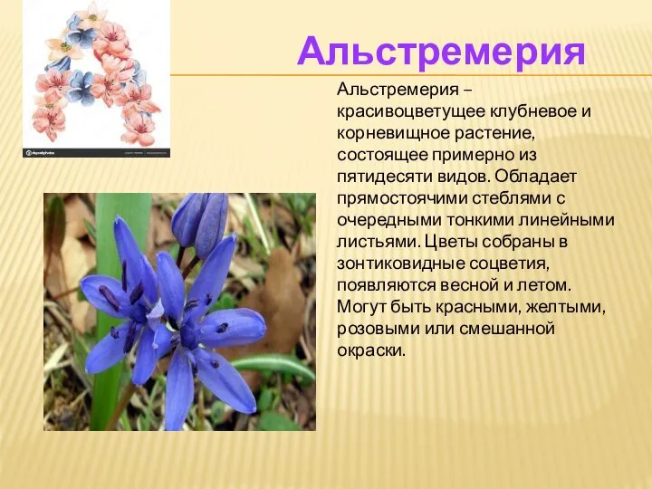 Альстремерия Альстремерия – красивоцветущее клубневое и корневищное растение, состоящее примерно из пятидесяти