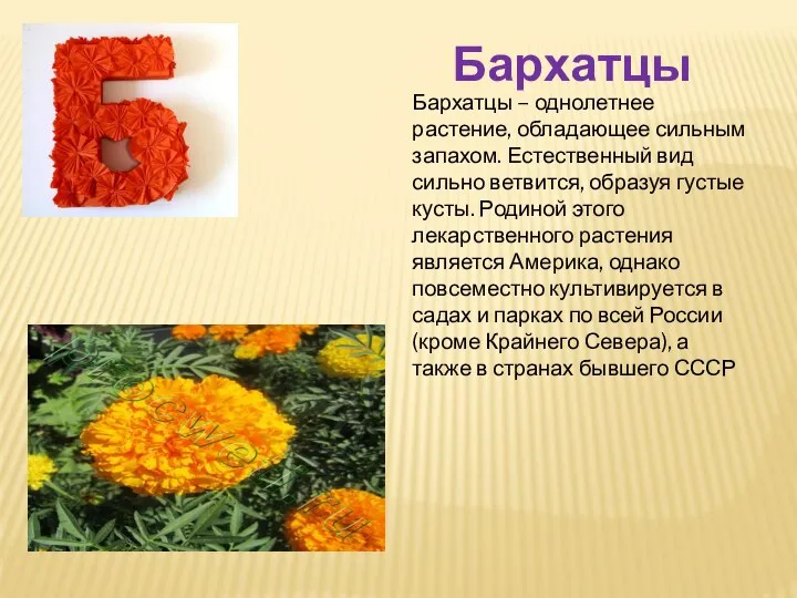 Бархатцы Бархатцы – однолетнее растение, обладающее сильным запахом. Естественный вид сильно ветвится,