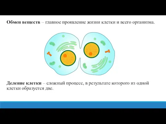 Обмен веществ – главное проявление жизни клетки и всего организма. Деление клетки