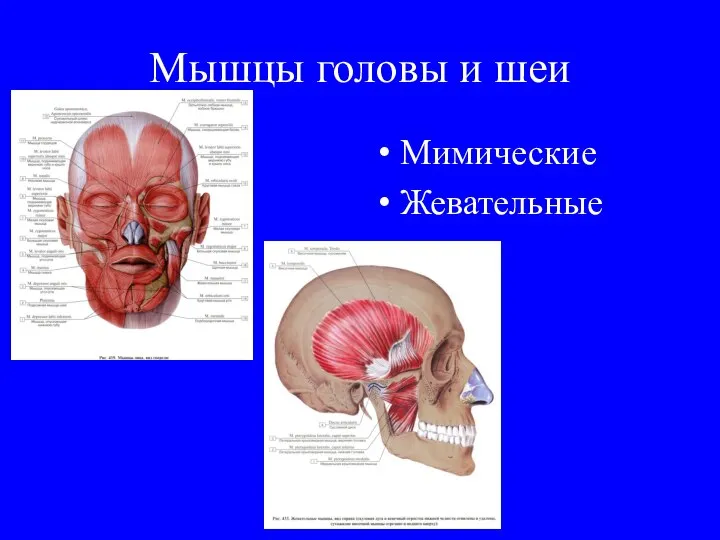 Мышцы головы и шеи Мимические Жевательные