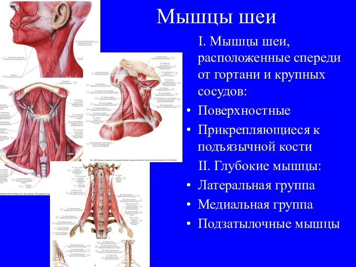 Мышцы шеи I. Мышцы шеи, расположенные спереди от гортани и крупных сосудов: