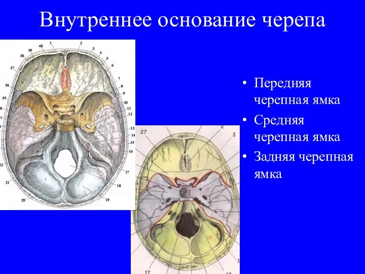 Внутреннее основание черепа Передняя черепная ямка Средняя черепная ямка Задняя черепная ямка