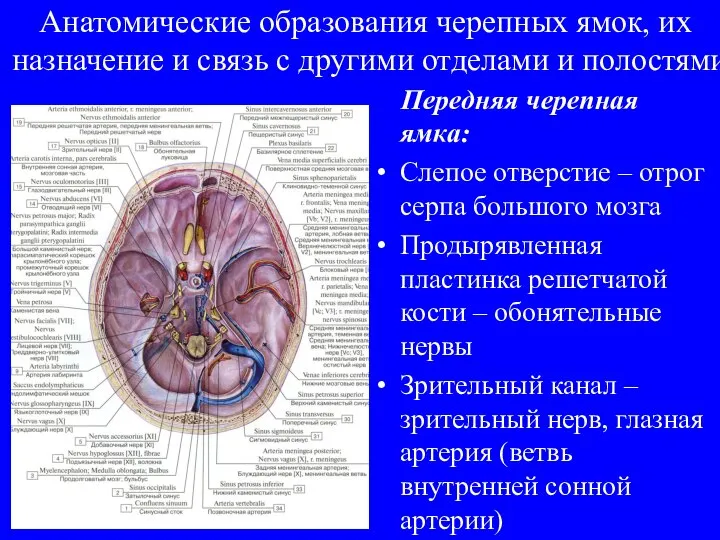 Анатомические образования черепных ямок, их назначение и связь с другими отделами и