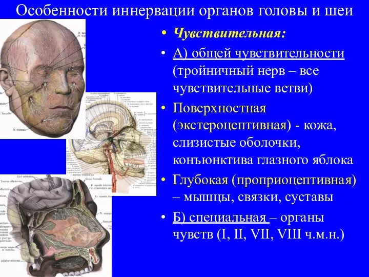 Особенности иннервации органов головы и шеи Чувствительная: А) общей чувствительности (тройничный нерв