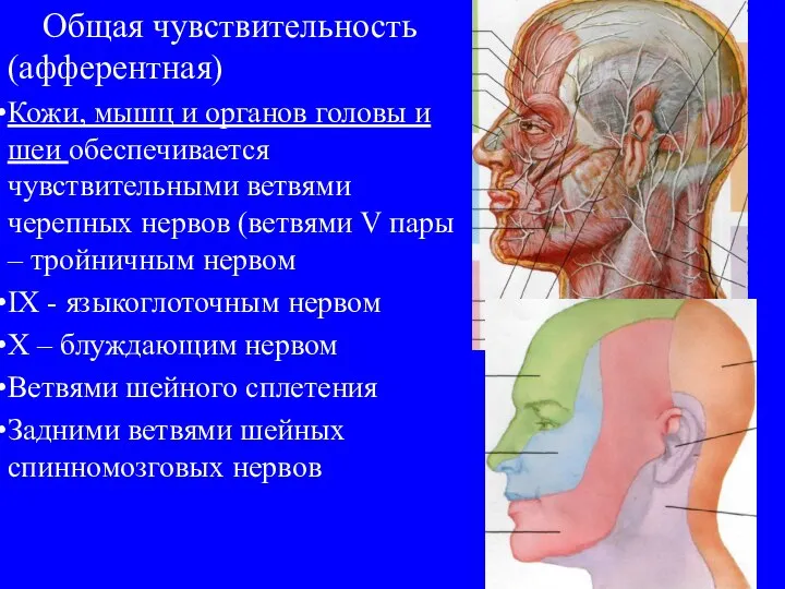 Общая чувствительность (афферентная) Кожи, мышц и органов головы и шеи обеспечивается чувствительными