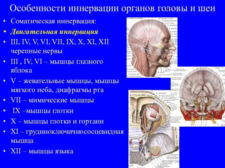 Особенности иннервации органов головы и шеи Соматическая иннервация: Двигательная иннервация III, IV,