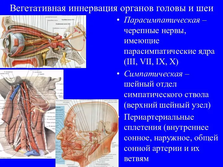 Вегетативная иннервация органов головы и шеи Парасимпатическая – черепные нервы, имеющие парасимпатические