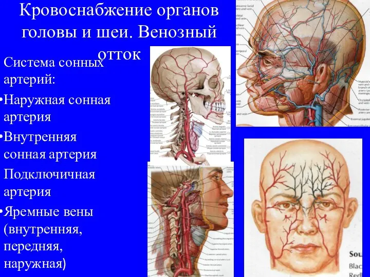 Кровоснабжение органов головы и шеи. Венозный отток Система сонных артерий: Наружная сонная