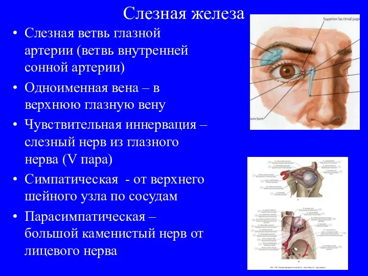 Слезная железа Слезная ветвь глазной артерии (ветвь внутренней сонной артерии) Одноименная вена