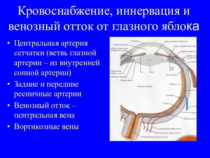 Кровоснабжение, иннервация и венозный отток от глазного яблока Центральная артерия сетчатки (ветвь