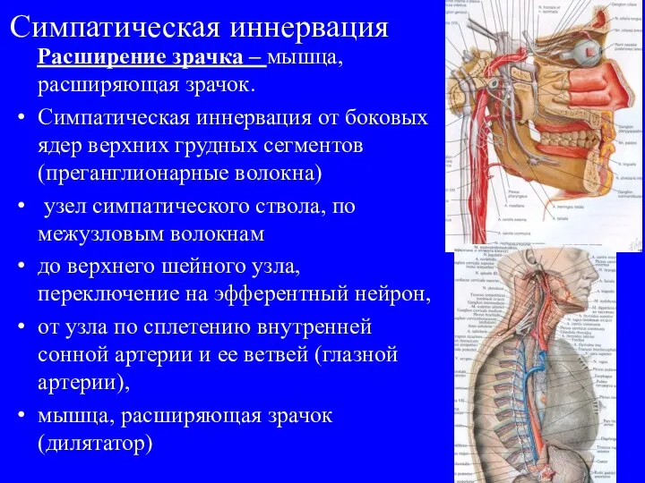 Симпатическая иннервация Расширение зрачка – мышца, расширяющая зрачок. Симпатическая иннервация от боковых