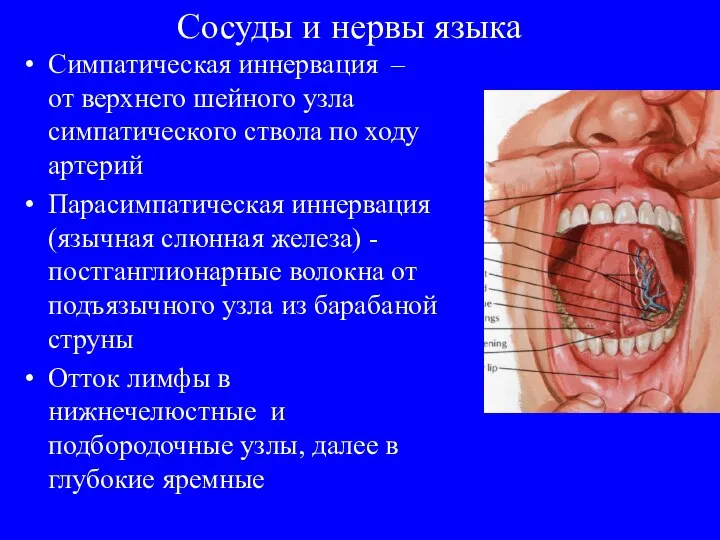 Сосуды и нервы языка Симпатическая иннервация – от верхнего шейного узла симпатического