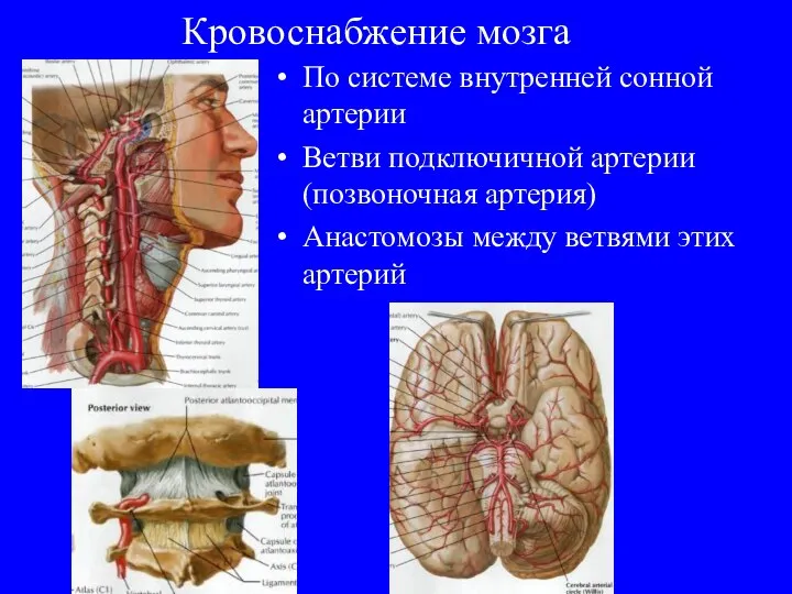 Кровоснабжение мозга По системе внутренней сонной артерии Ветви подключичной артерии (позвоночная артерия)