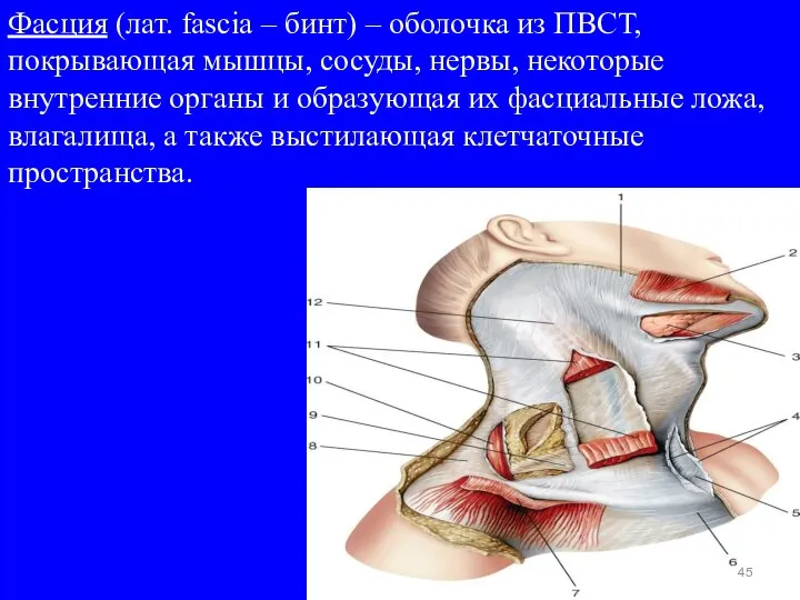 Фасция (лат. fascia – бинт) – оболочка из ПВСТ, покрывающая мышцы, сосуды,