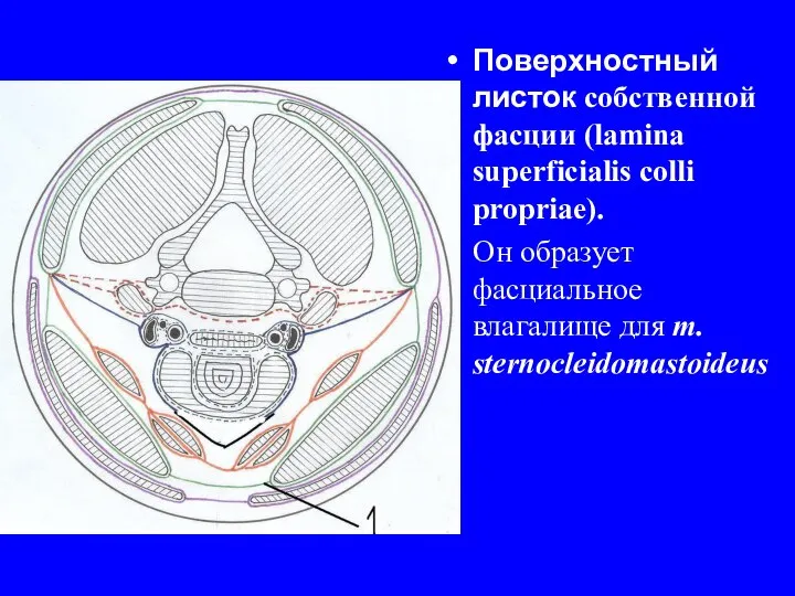 Поверхностный листок собственной фасции (lamina superficialis colli propriae). Он образует фасциальное влагалище для m. sternocleidomastoideus