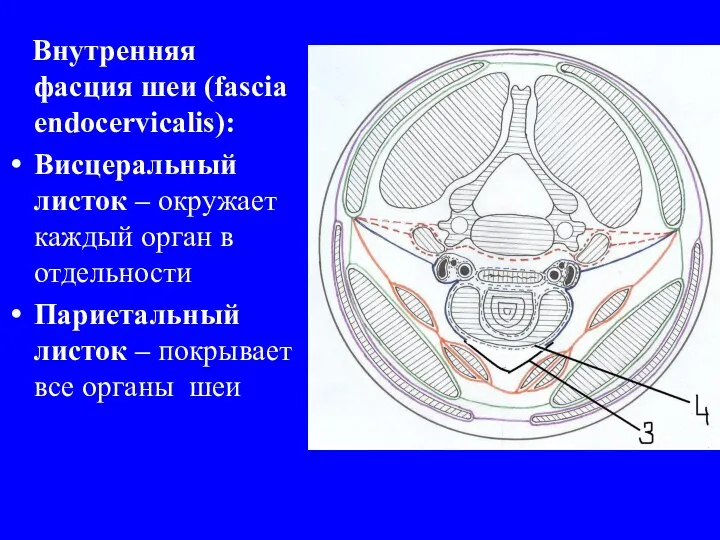 Внутренняя фасция шеи (fascia endocervicalis): Висцеральный листок – окружает каждый орган в