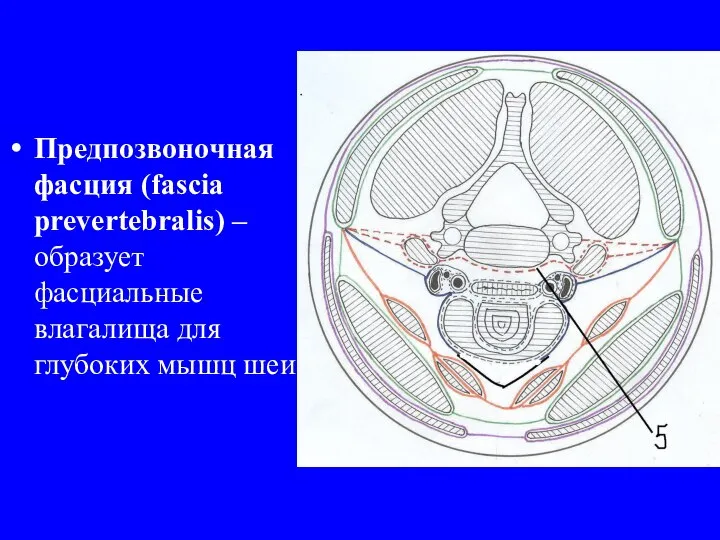 Предпозвоночная фасция (fascia prevertebralis) – образует фасциальные влагалища для глубоких мышц шеи