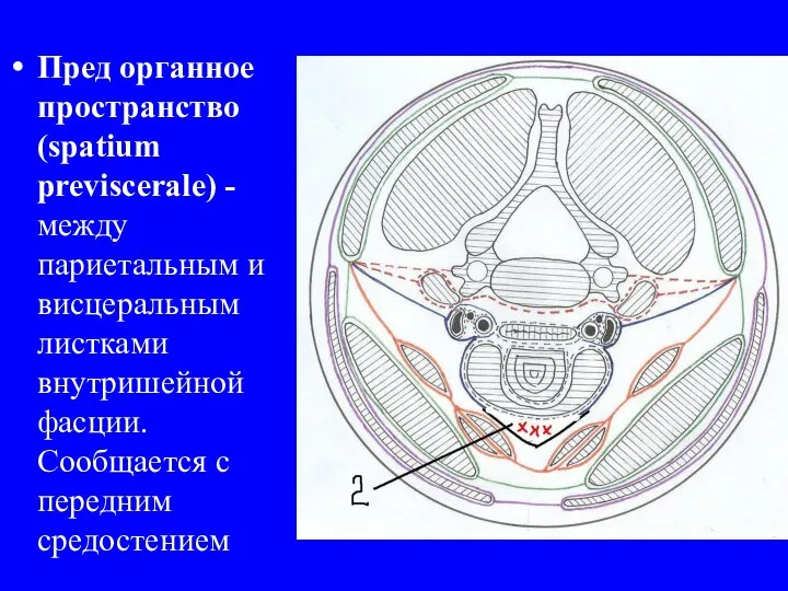 Пред органное пространство (spatium previscerale) - между париетальным и висцеральным листками внутришейной