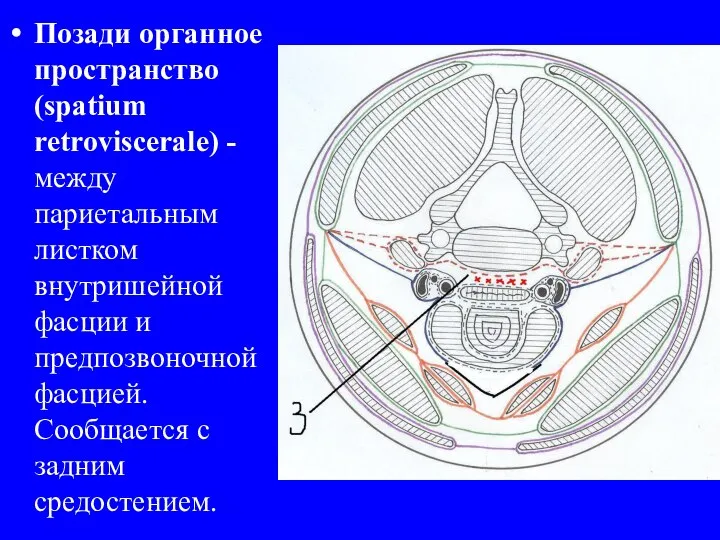 Позади органное пространство (spatium retroviscerale) - между париетальным листком внутришейной фасции и