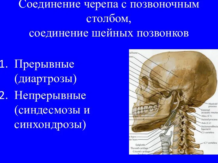 Соединение черепа с позвоночным столбом, соединение шейных позвонков Прерывные (диартрозы) Непрерывные (синдесмозы и синхондрозы)