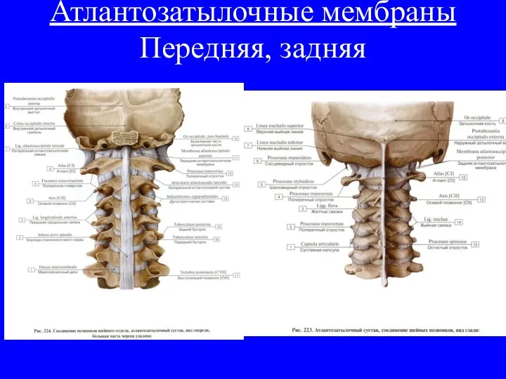 Атлантозатылочные мембраны Передняя, задняя