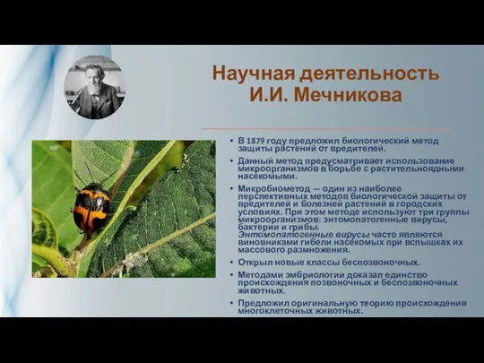 Научная деятельность И.И. Мечникова В 1879 году предложил биологический метод защиты растений