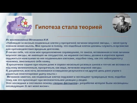 Гипотеза стала теорией Из воспоминаний Мечникова И.И. «Наблюдая за жизнью подвижных клеток