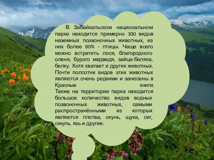 В Забайкальском национальном парке находится примерно 300 видов наземных позвоночных животных, из