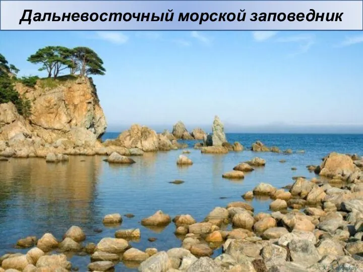 Дальневосточный морской заповедник