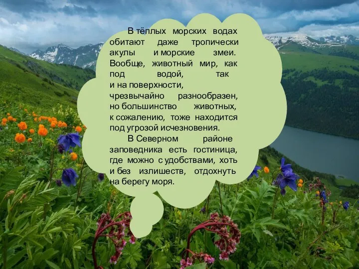 В тёплых морских водах обитают даже тропически акулы и морские змеи. Вообще,