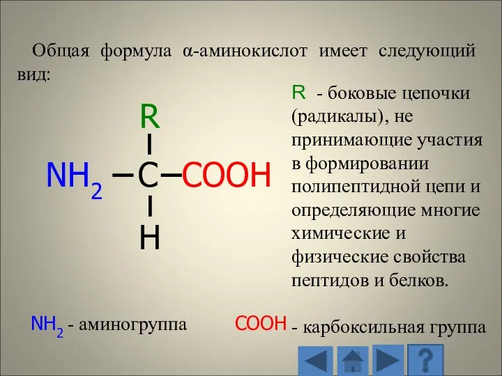 Общая формула α-аминокислот имеет следующий вид: R - боковые цепочки (радикалы), не