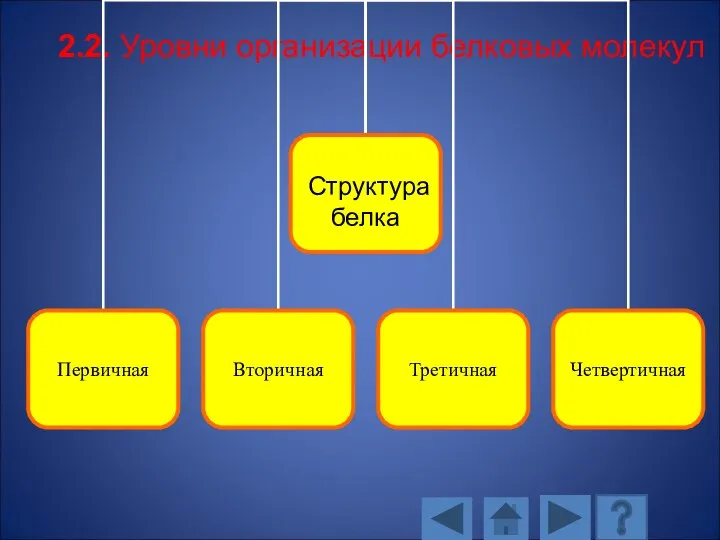 2.2. Уровни организации белковых молекул