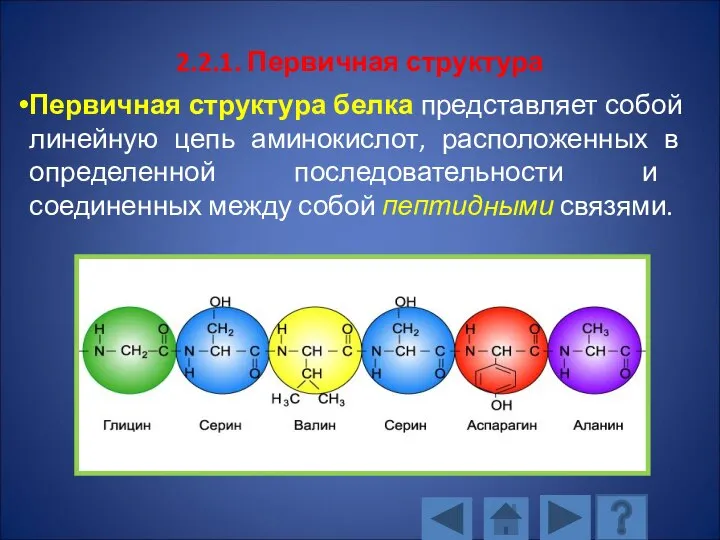 2.2.1. Первичная структура Первичная структура белка представляет собой линейную цепь аминокислот, расположенных