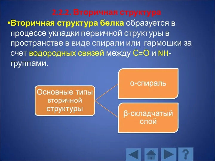 2.2.2. Вторичная структура Вторичная структура белка образуется в процессе укладки первичной структуры