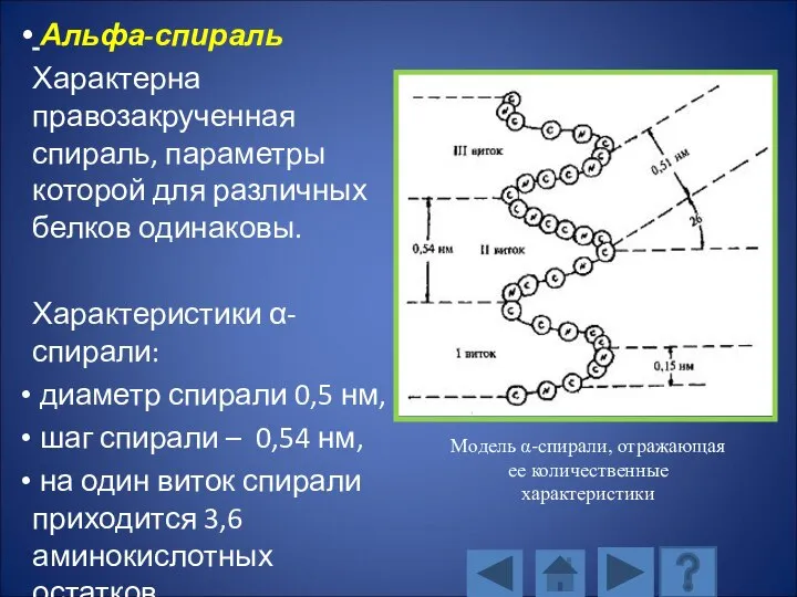 Альфа-спираль Характерна правозакрученная спираль, параметры которой для различных белков одинаковы. Характеристики α-спирали: