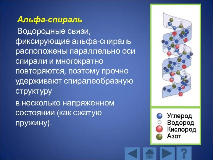 Альфа-спираль Водородные связи, фиксирующие альфа-спираль расположены параллельно оси спирали и многократно повторяются,