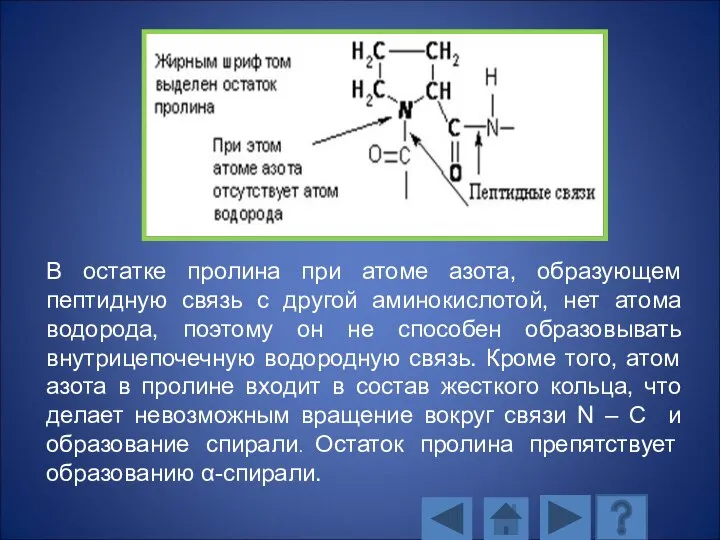 В остатке пролина при атоме азота, образующем пептидную связь с другой аминокислотой,