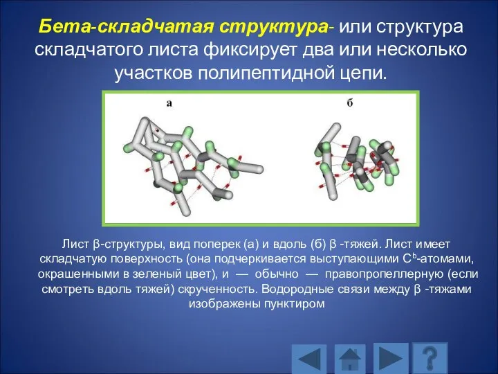 Бета-складчатая структура- или структура складчатого листа фиксирует два или несколько участков полипептидной