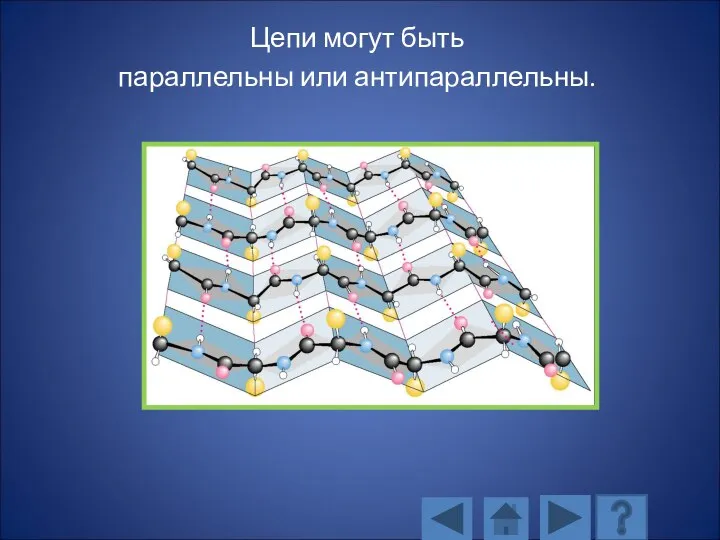 Цепи могут быть параллельны или антипараллельны.