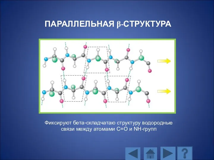 ПАРАЛЛЕЛЬНАЯ β-СТРУКТУРА Фиксируют бета-складчатаю структуру водородные связи между атомами С=О и NH-групп